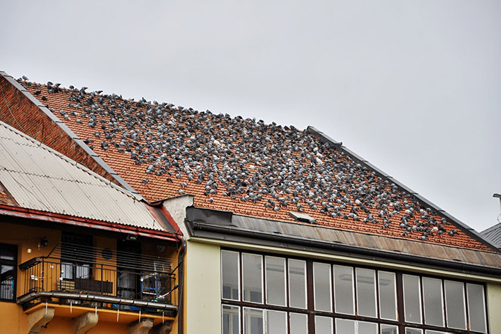 A2B Pest Control are able to install spikes to deter birds from roofs in Eastleigh. 