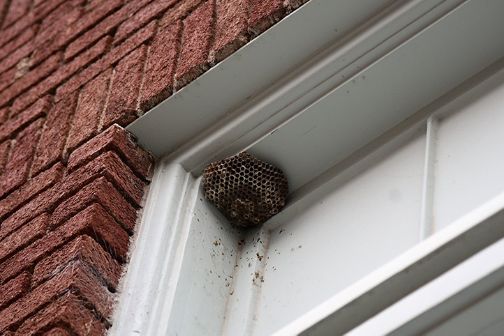 We provide a wasp nest removal service for domestic and commercial properties in Eastleigh.